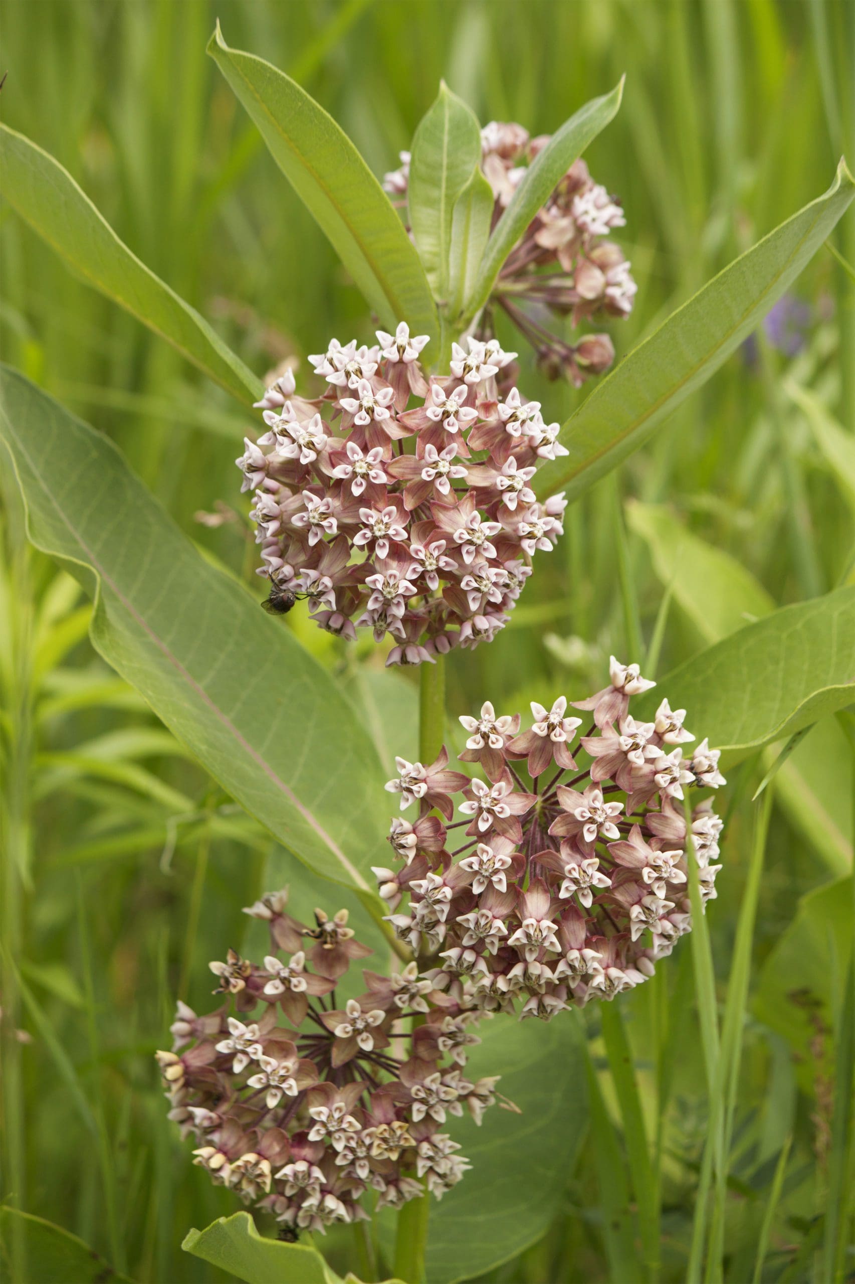 Common Milkweed - Pahl's Market - Apple Valley, MN