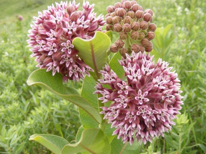 Common Milkweed - Pahl's Market - Apple Valley, MN