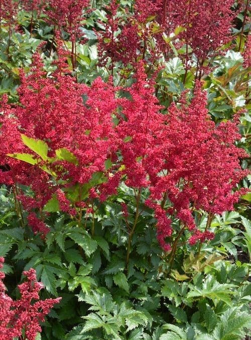 Lowlands Ruby Red Astilbe