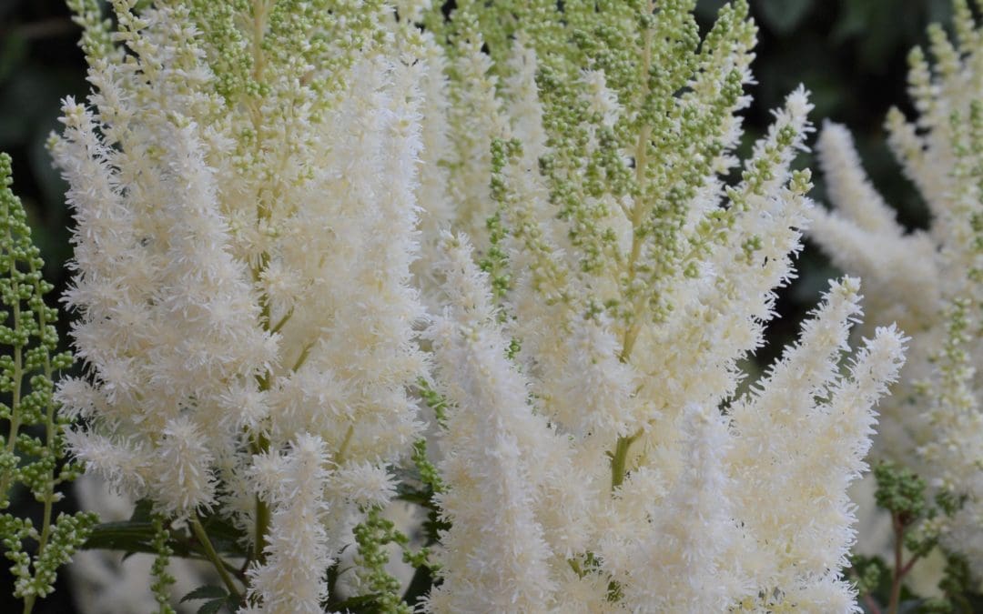 Lowlands White Astilbe
