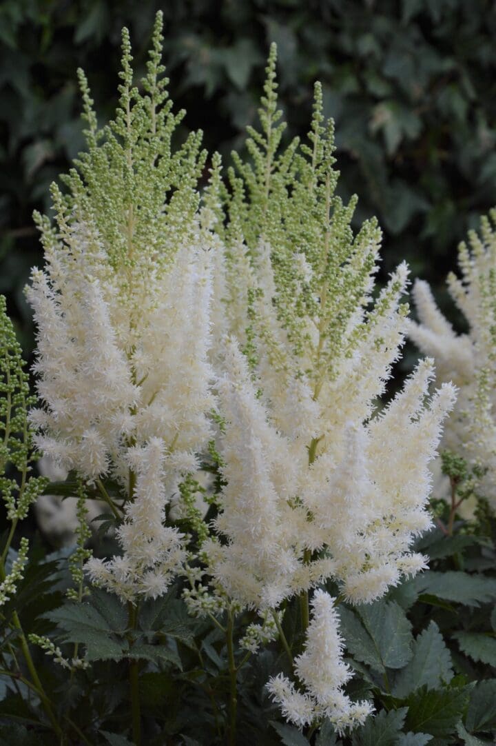Lowlands White Astilbe