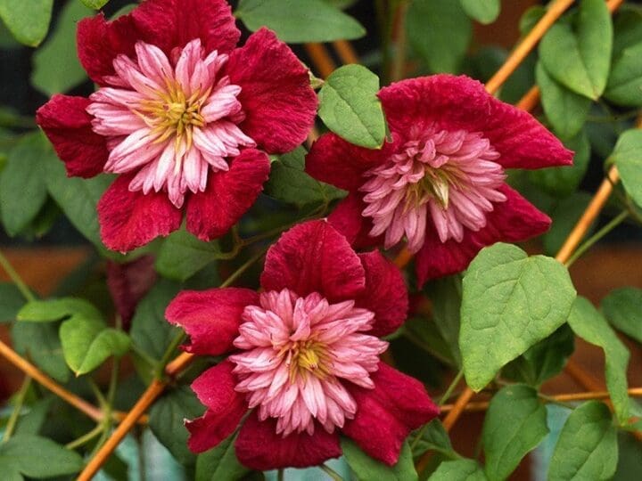 Avant-Garde Festoon Clematis