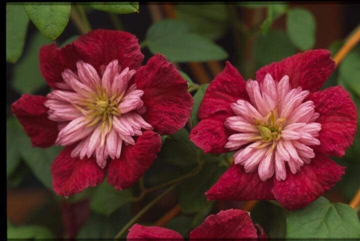 Avant-Garde Festoon Clematis - Image 2