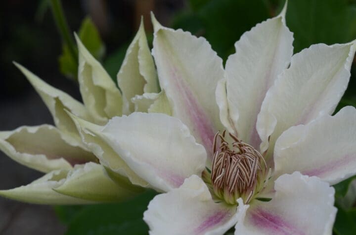 Corinne Boulevard Clematis