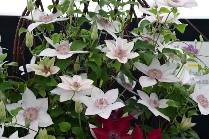 Corinne Boulevard Clematis - Image 2