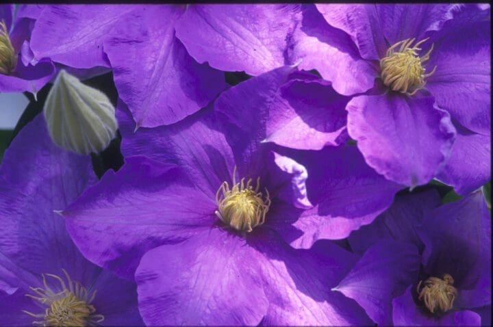 H.F. Young Blue Clematis