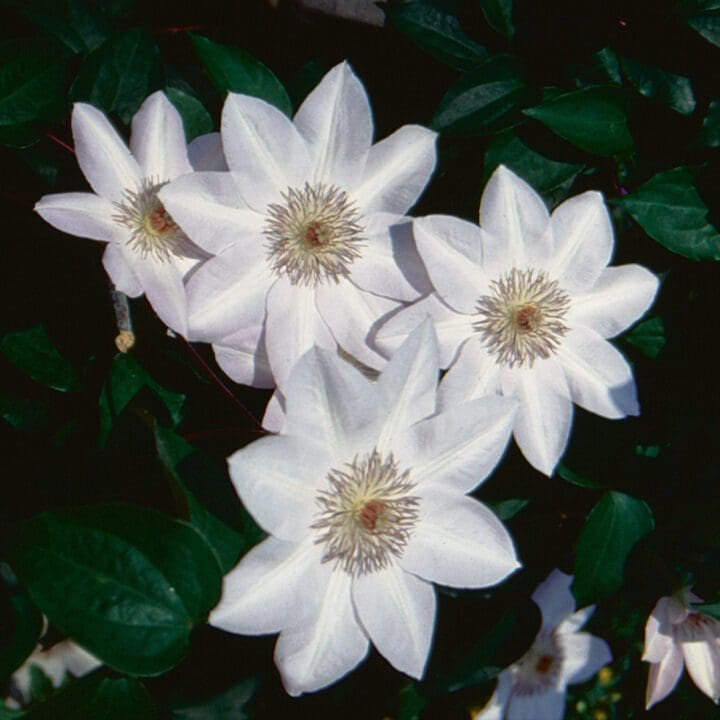 Henryi Clematis - Image 2