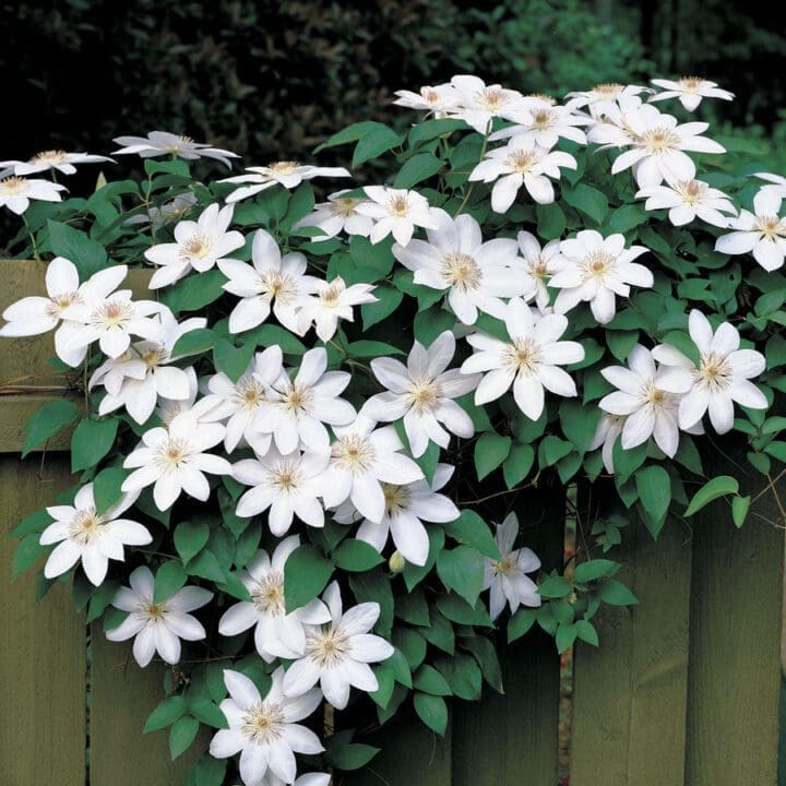 Henryi Clematis - Image 3