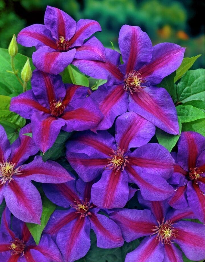 Mrs. N. Thompson Clematis - Image 3