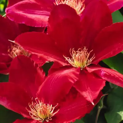 Rebecca Boulevard Clematis