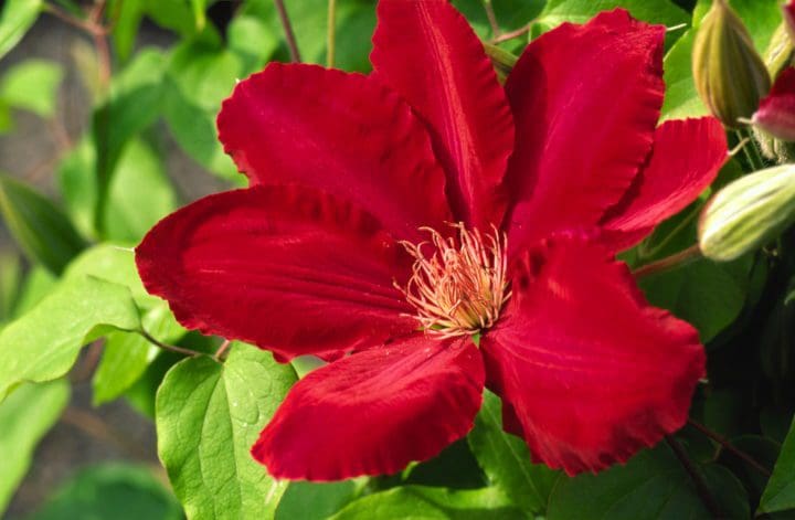 Rebecca Boulevard Clematis - Image 2