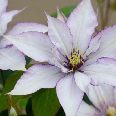 Samaritan Jo Boulevard Clematis