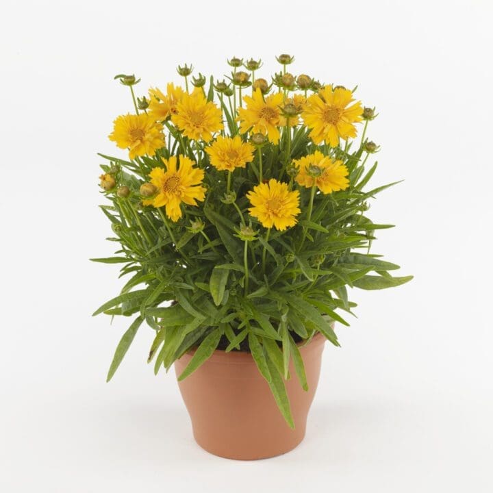 Double The Sun Coreopsis - Image 2