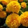 Solanna Golden Sphere Coreopsis