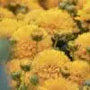 Solanna Golden Sphere Coreopsis - Image 2