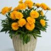 Solanna Golden Sphere Coreopsis - Image 3
