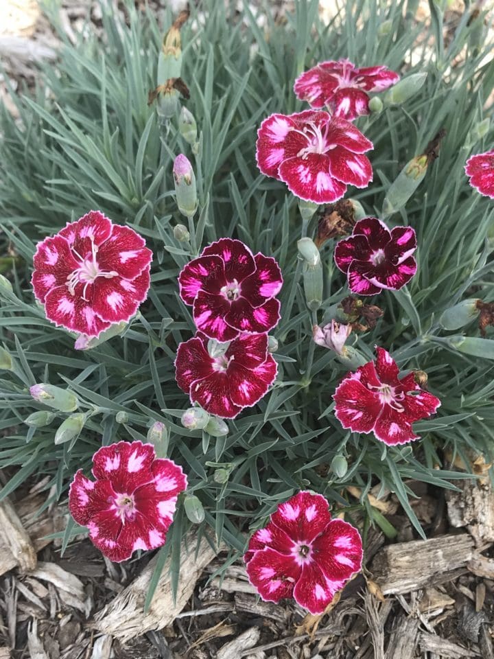Mountain Frost Ruby Glitter Dianthus