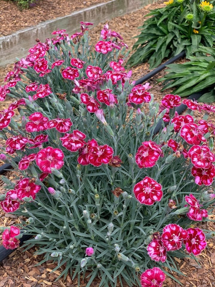 Mountain Frost Ruby Glitter Dianthus - Image 2