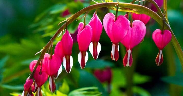 Bleeding Heart - Image 2