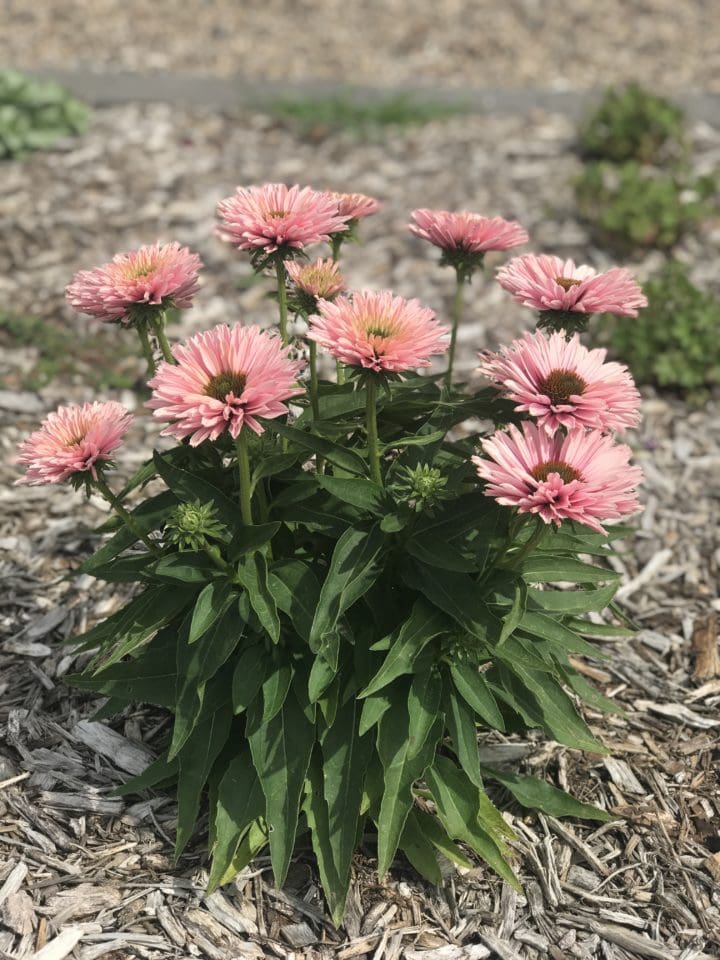 SunSeekers Salmon Coneflower - Image 2