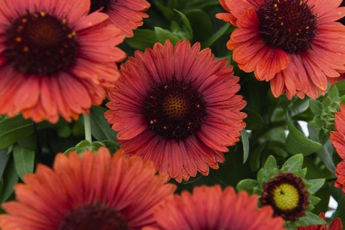 Gaillardia online spintop red