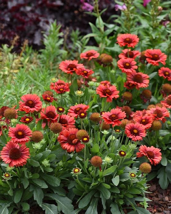 Spintop Red Gaillardia - Pahl's Market - Valley, MN