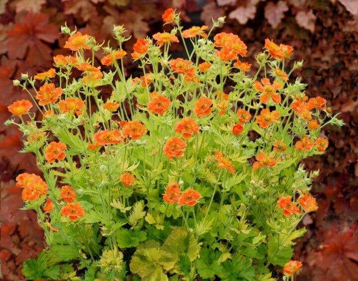 Sunkissed Lime Avens