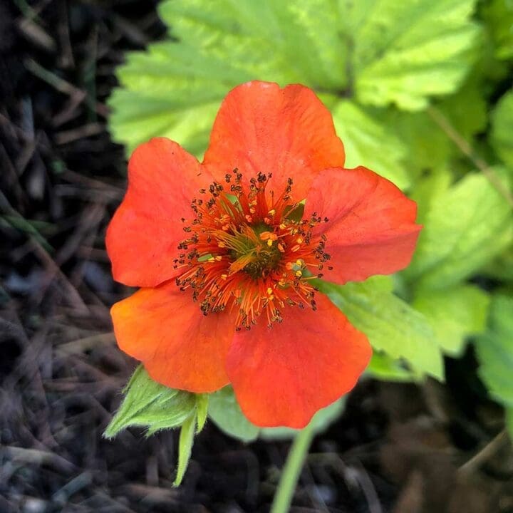 Sunkissed Lime Avens - Image 2