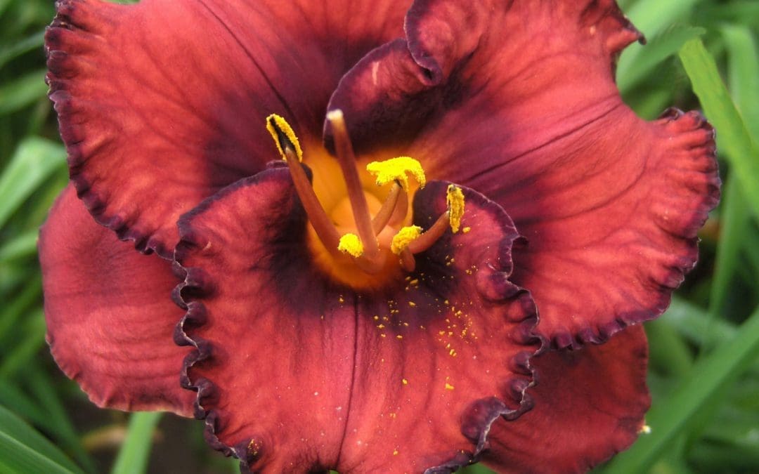 Berrylicious Daylily