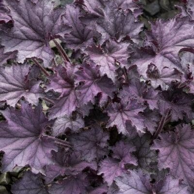 GRANDE Amethyst Heuchera