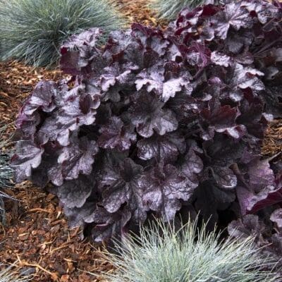 GRANDE Black Heuchera