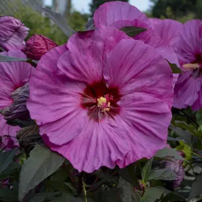 Summerific Berry Awesome Rose Mallow