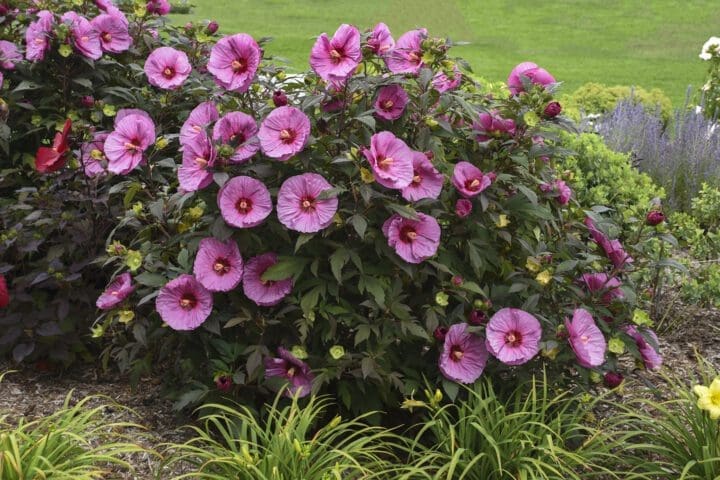 Summerific Berry Awesome Rose Mallow - Image 2