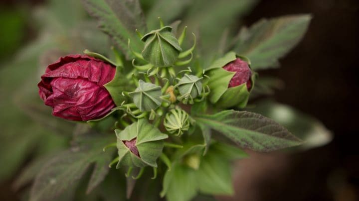 Summerific Berry Awesome Rose Mallow - Image 3