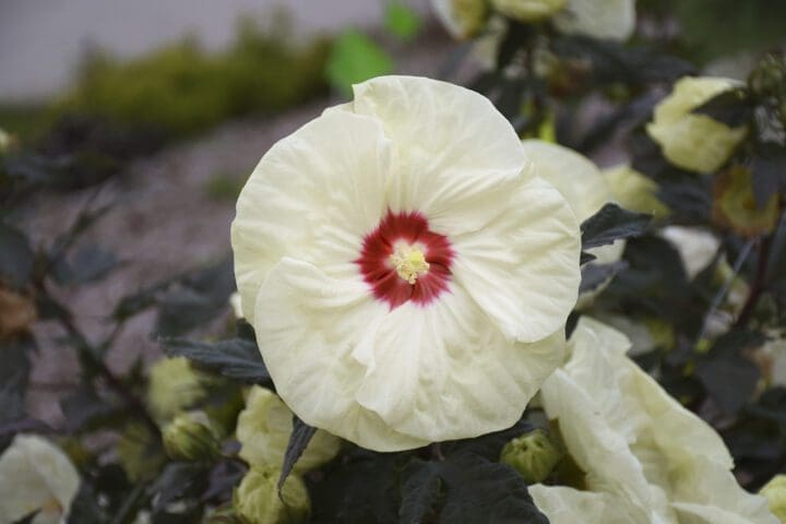 Summerific French Vanilla Rose Mallow - Image 3