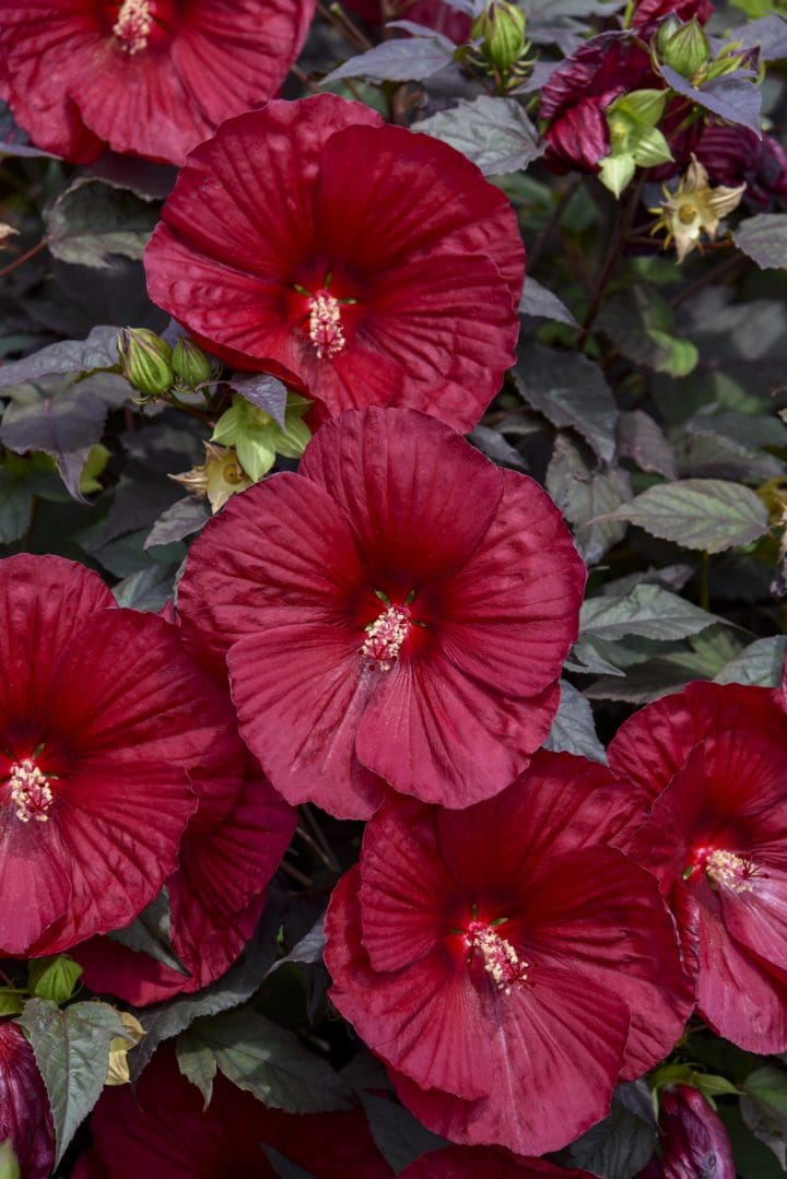 Summerific Holy Grail Rose Mallow