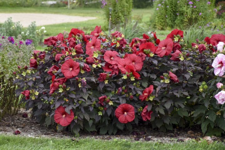 Summerific Holy Grail Rose Mallow - Image 2