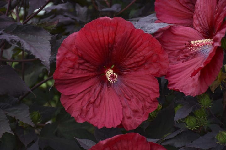 Summerific Holy Grail Rose Mallow - Image 3