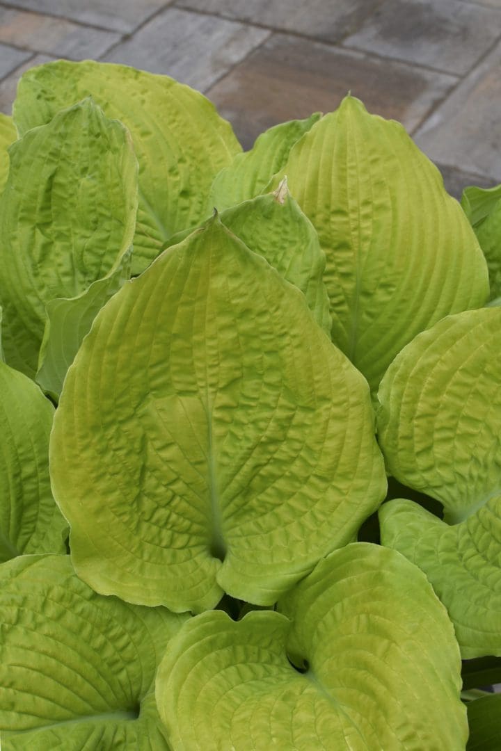Shadowland Coast to Coast Hosta - Image 2