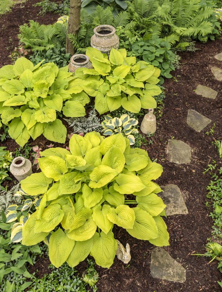 Shadowland Coast to Coast Hosta - Image 3
