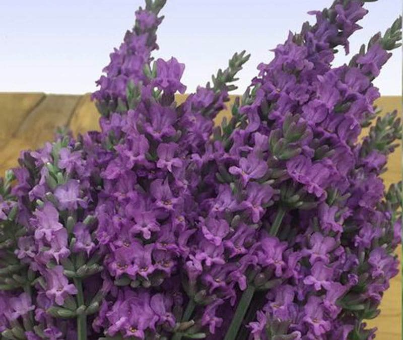 Sensational Lavender