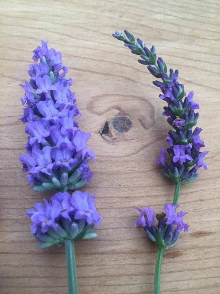 Sensational Lavender - Image 2