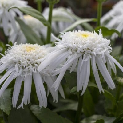 Carpet Angel Shasta Daisy