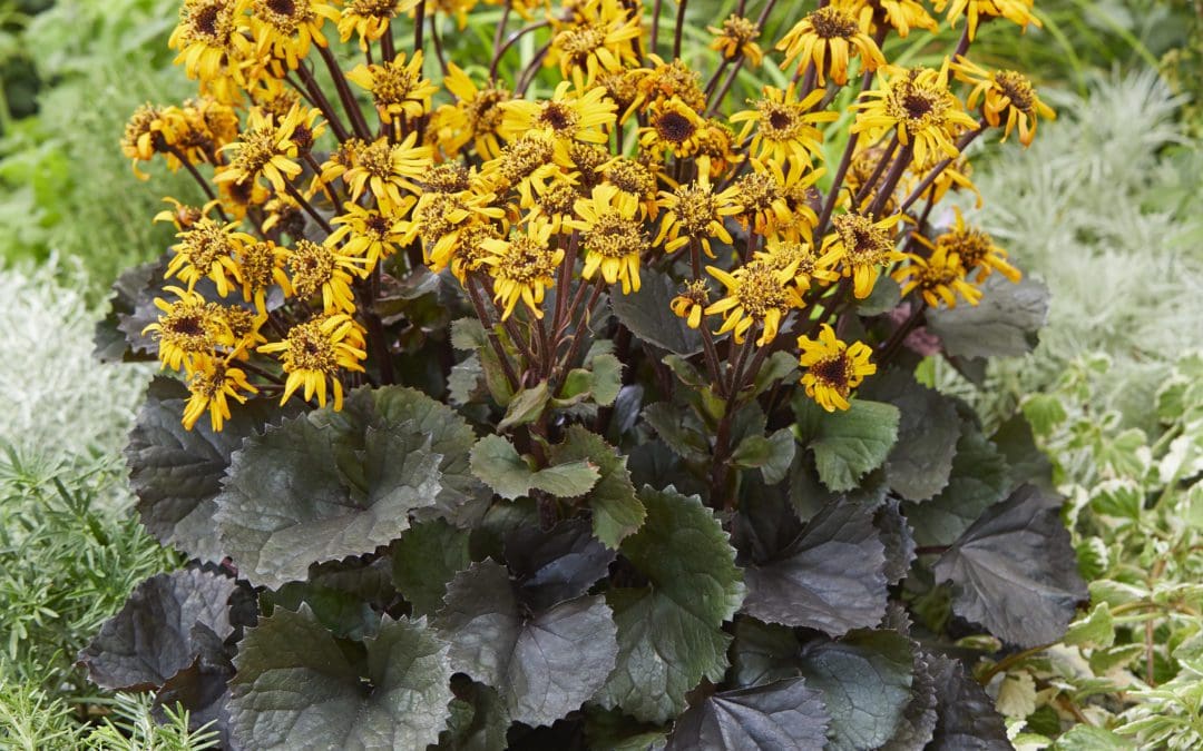 Pandora Ligularia