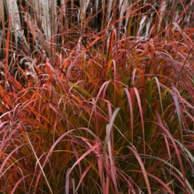 Fire Dragon Maiden Grass