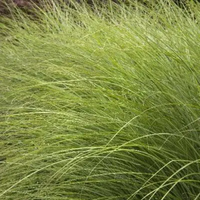 Maiden Grass