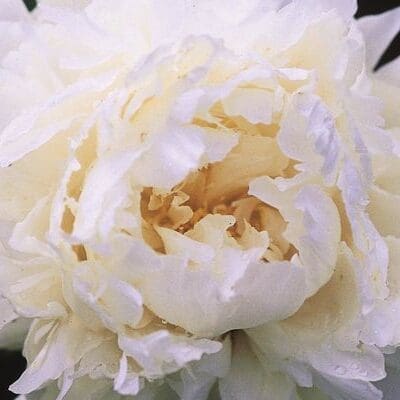 Bowl of Cream Peony