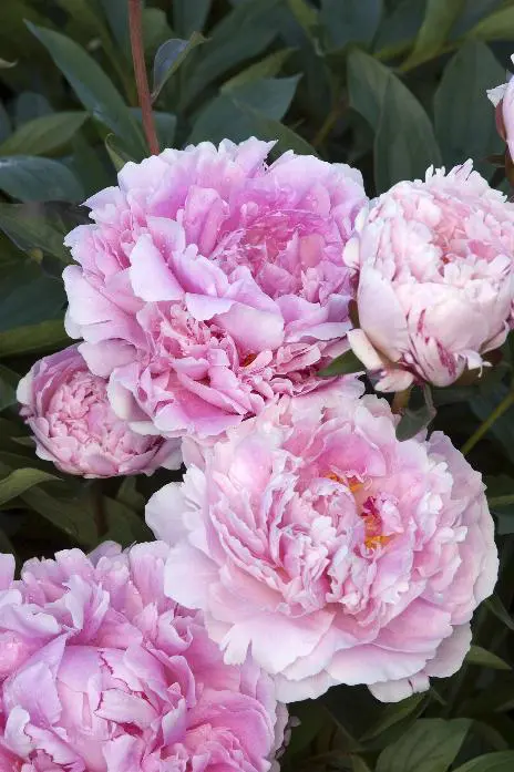 Red Sarah Bernhardt Peony