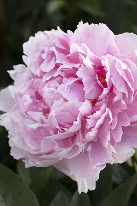 Red Sarah Bernhardt Peony - Image 2