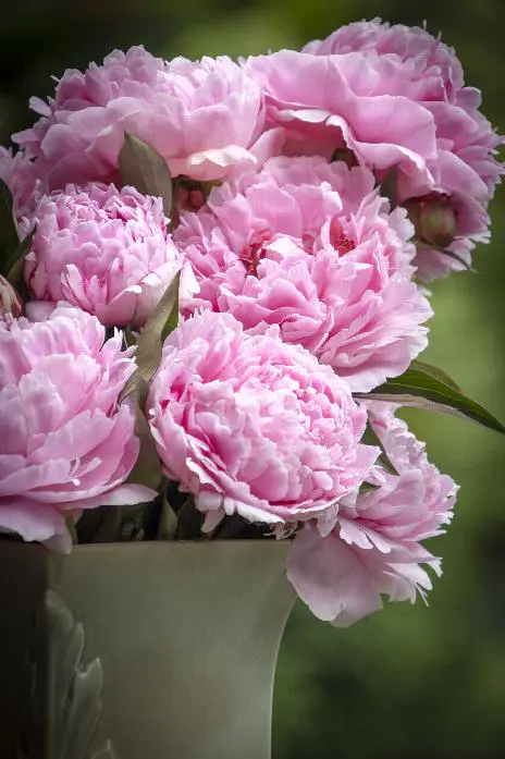 Red Sarah Bernhardt Peony - Image 3